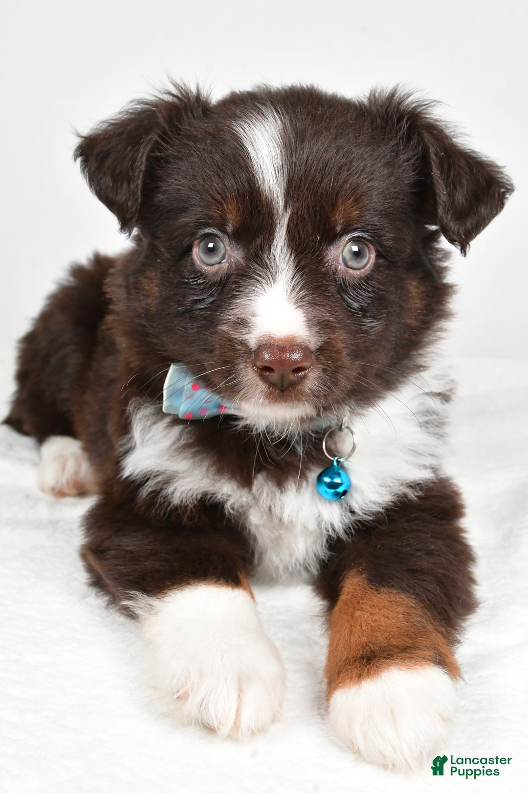 Mini Aussiedoodle dogs for sale: Stormy - Ad 4