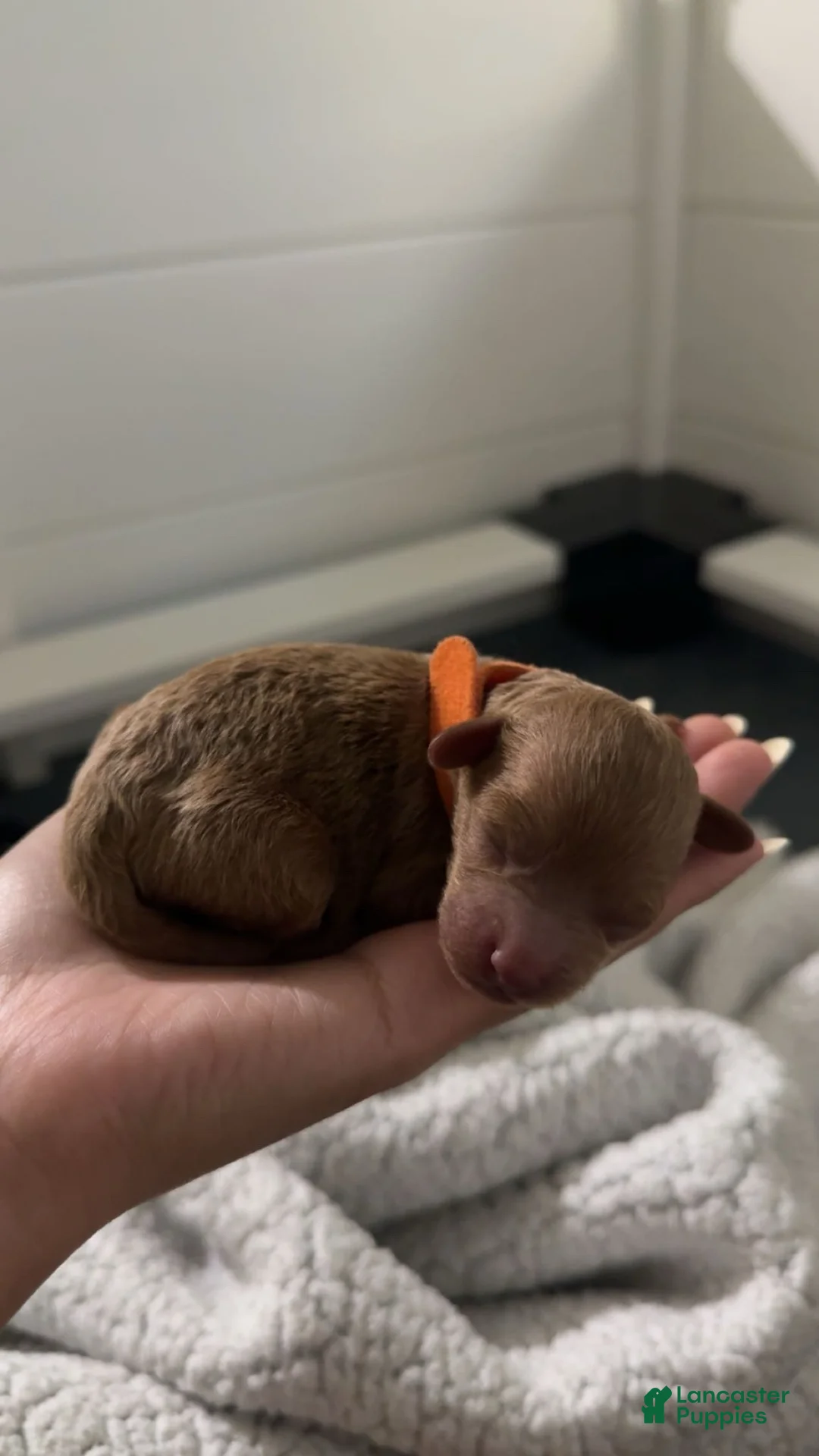 Mixed Breed dogs for sale: Orange Collar poodle  - Ad 2
