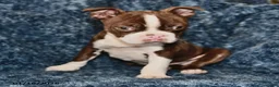 Boston Terrier dogs for sale: Rodger - Ad 3