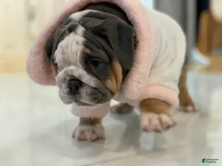 English Bulldog dogs Chloe - Ad 21