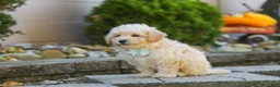 Maltipoo dogs for sale: Ollie - Ad 5