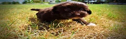Havapoo dogs for sale: Kricket - Ad 15