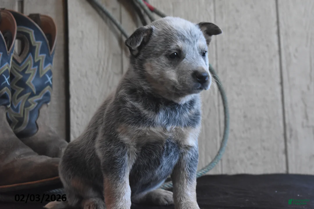 Australian Cattle Dog dogs for sale: Torry - Ad 3