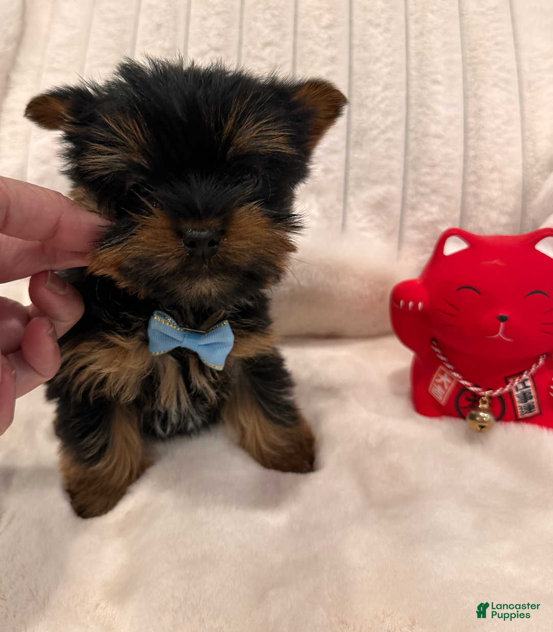 Yorkshire Terrier dogs for sale: Teacup Teddy- POTTY AND CRATE TRAINED home raised  - Ad 7