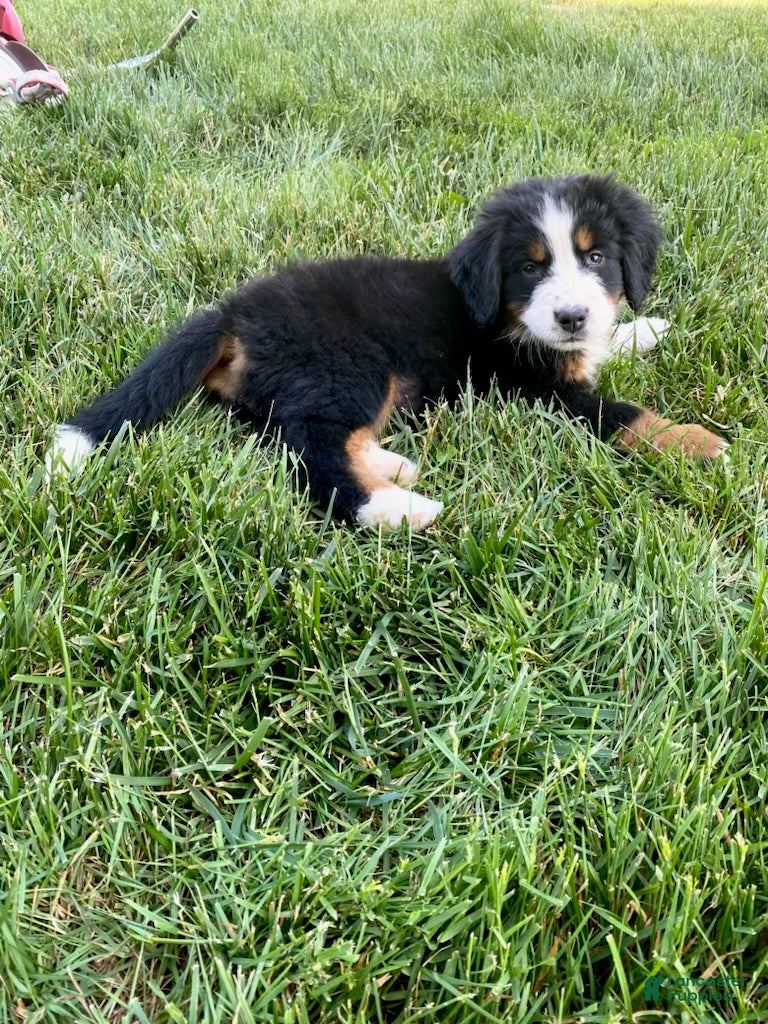 Bernedoodle dogs orange_female - Ad 2