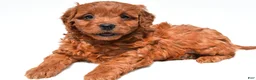 Mini Goldendoodle dogs for sale: Jenna - Ad 5
