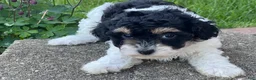 Havapoo dogs for sale: Felicia - Ad 3