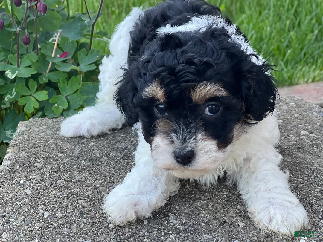 Havapoo dogs for sale: Felicia - Ad 3