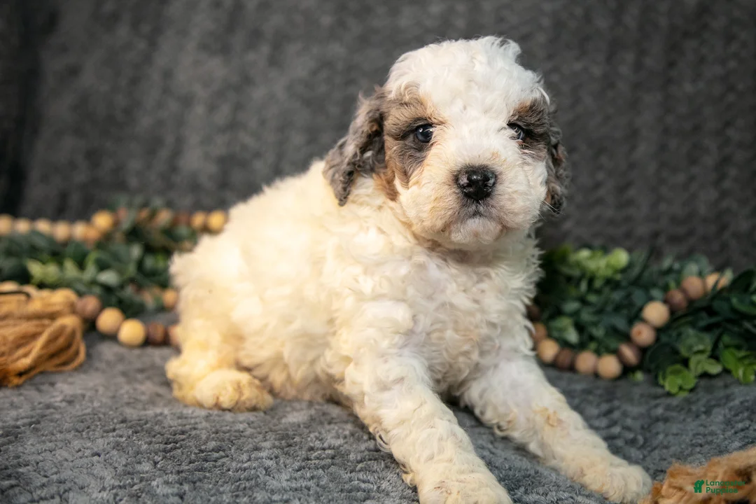Mini Bernedoodle dogs for sale: Donny - Ad 3
