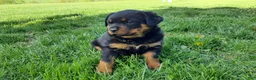 Rottweiler dogs for sale: AKC Daisy - Ad 4