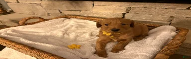 Goldendoodle Puppy 3