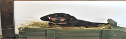 Miniature Dachshund dogs for sale: Josie - Ad 3