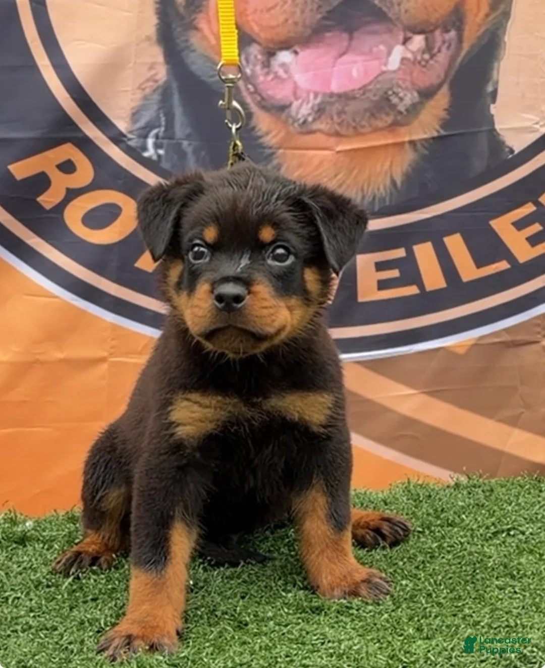 Rottweiler dogs for sale: XXL Heenoch  - Ad 2