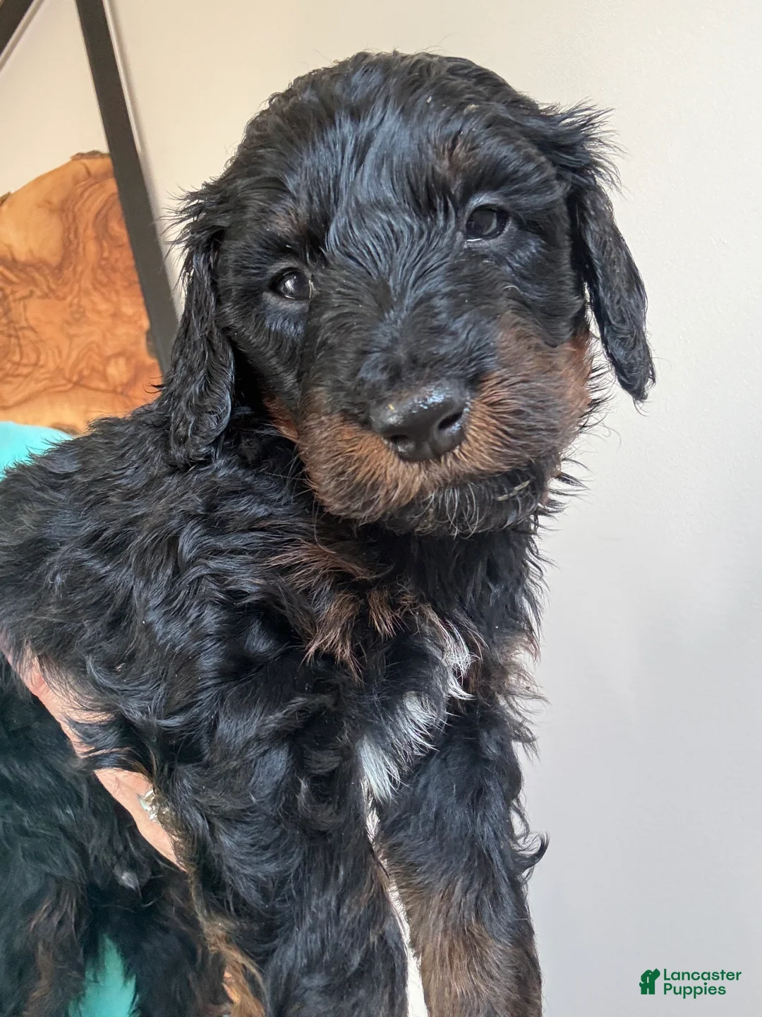 Bernedoodle dogs for sale: Cocoa - Ad 3