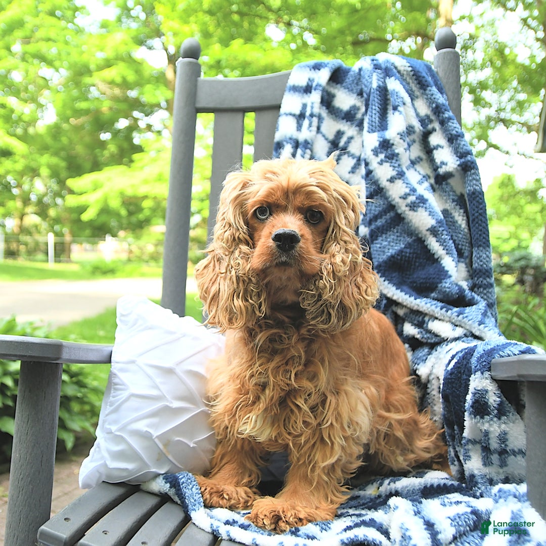 Cocker Spaniel dogs for sale: Sparkle - Ad 6