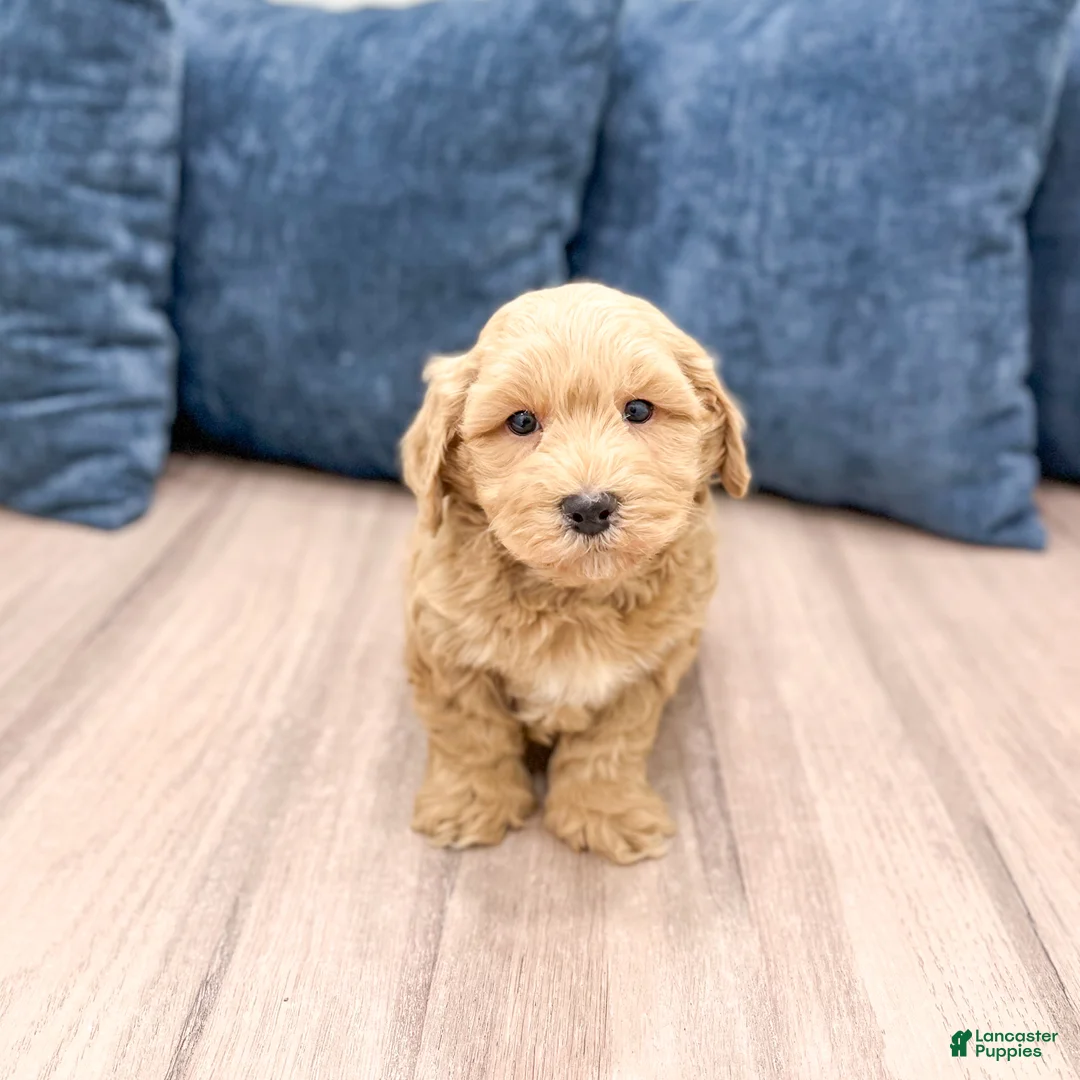 Havapoo dogs for sale: Jordan - Ad 3