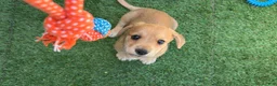 Mixed Breed dogs for sale: Izsak - Ad 6