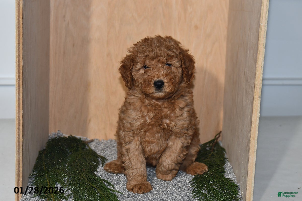 Mini Goldendoodle dogs Rain - Ad 24