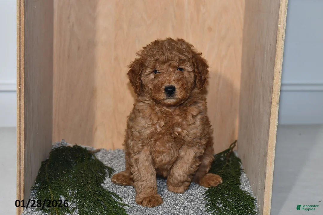 Mini Goldendoodle dogs for sale: Rain - Ad 1