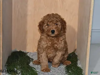 Mini Goldendoodle dogs Rain - Ad 24