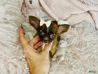 Chihuahua dogs Chihuahua Puppy 1 - Ad 7