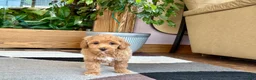 Mixed Breed dogs for sale: Mixed Breed 1 - Ad 9