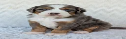 Mini Bernedoodle dogs for sale: Mini Bluey - Ad 1