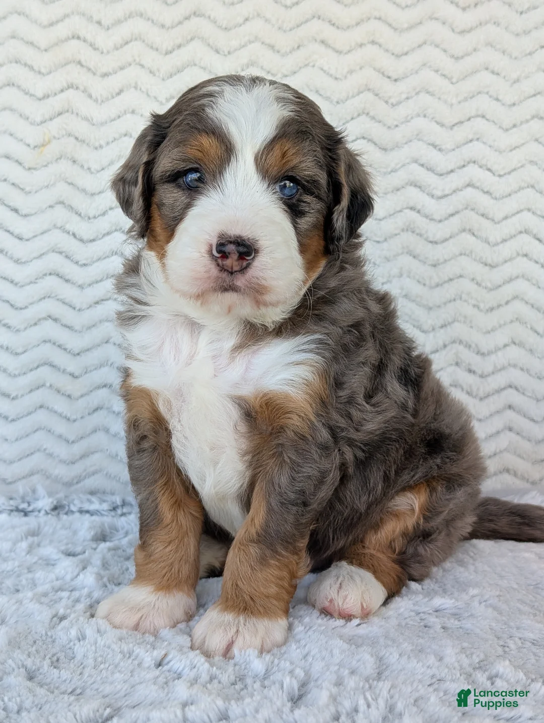 Mini Bernedoodle dogs for sale: Mini Bluey - Ad 1