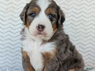 Mini Bernedoodle dogs for sale: Mini Bluey - Ad 1