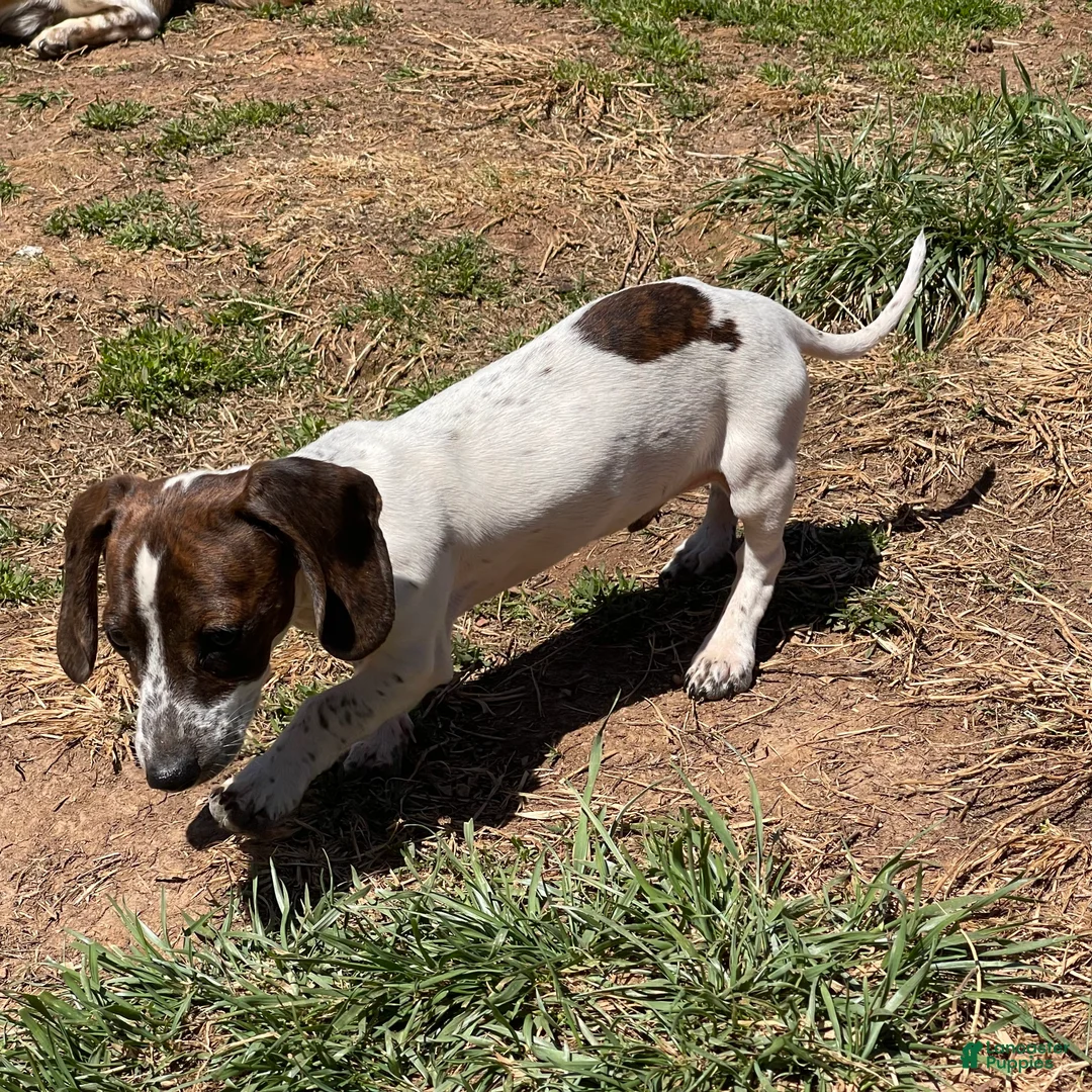 Dachshund dogs for sale: Bobbie - Ad 2