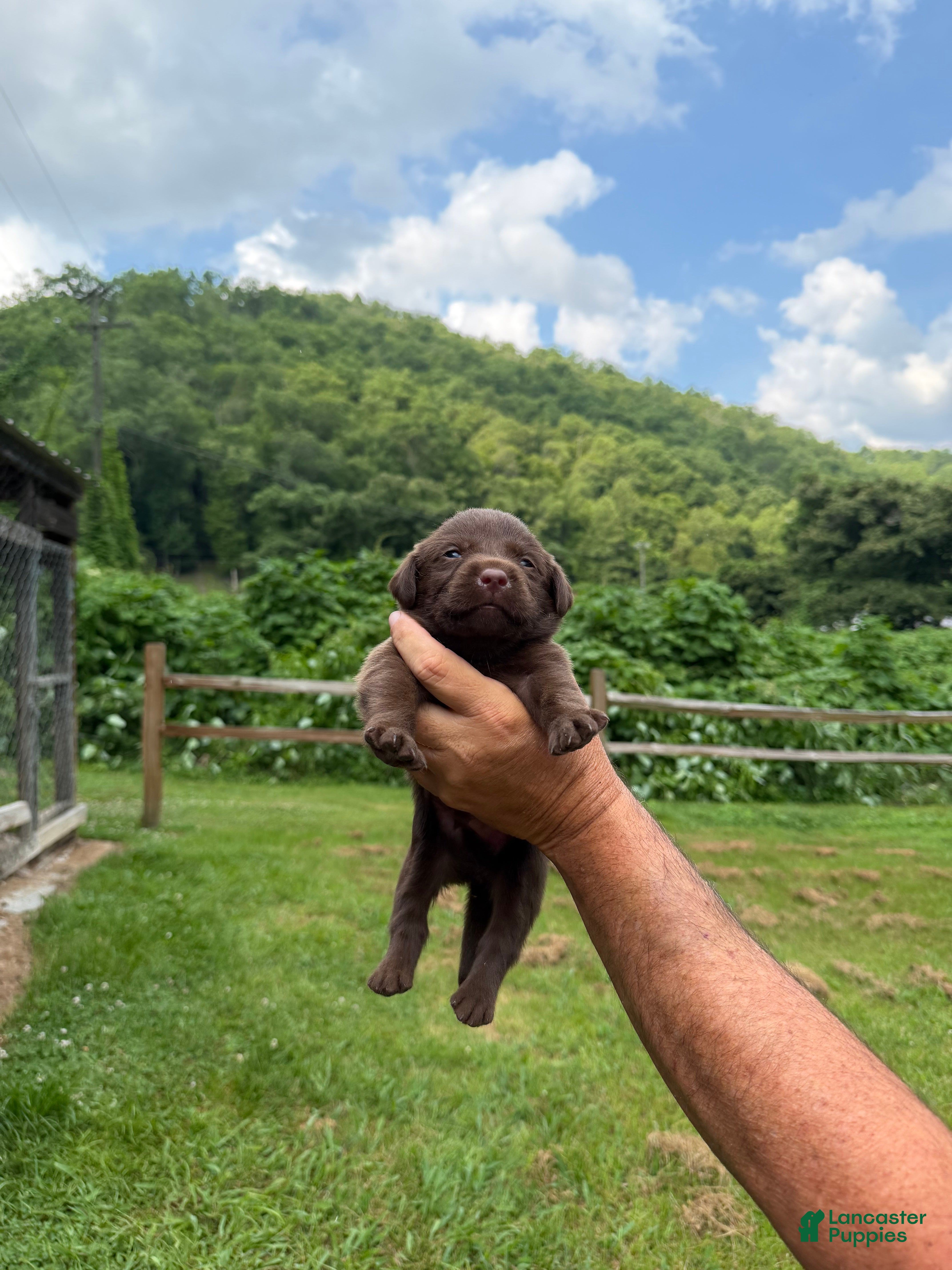Labrador Retriever dogs Snickers - Ad 2