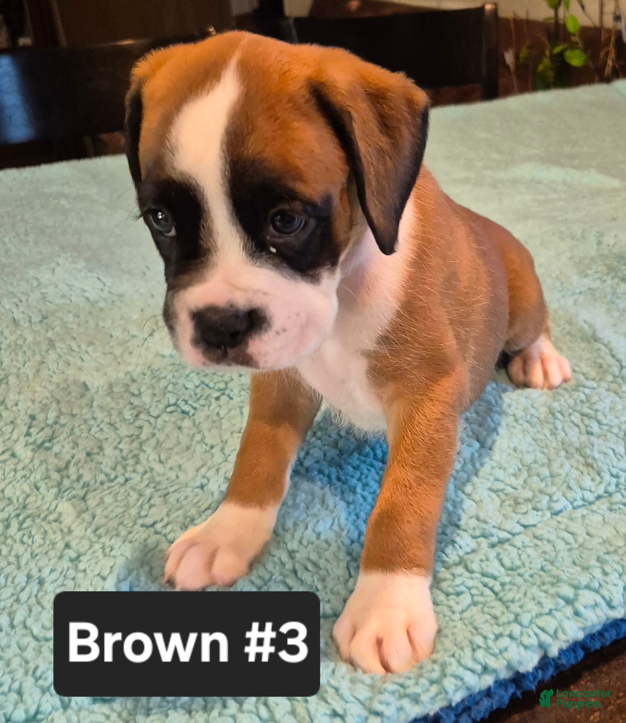 Boxer dogs Brown #3 - Ad 1