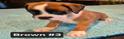 Boxer dogs for sale: Brown #3 - Ad 1