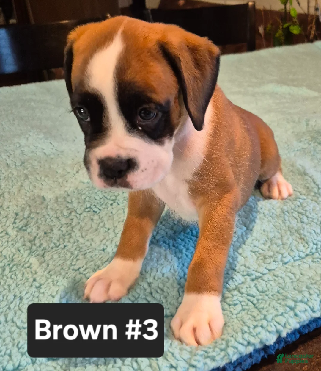 Boxer dogs for sale: Brown #3 - Ad 1