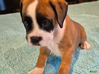 Boxer dogs Brown #3 - Ad 3