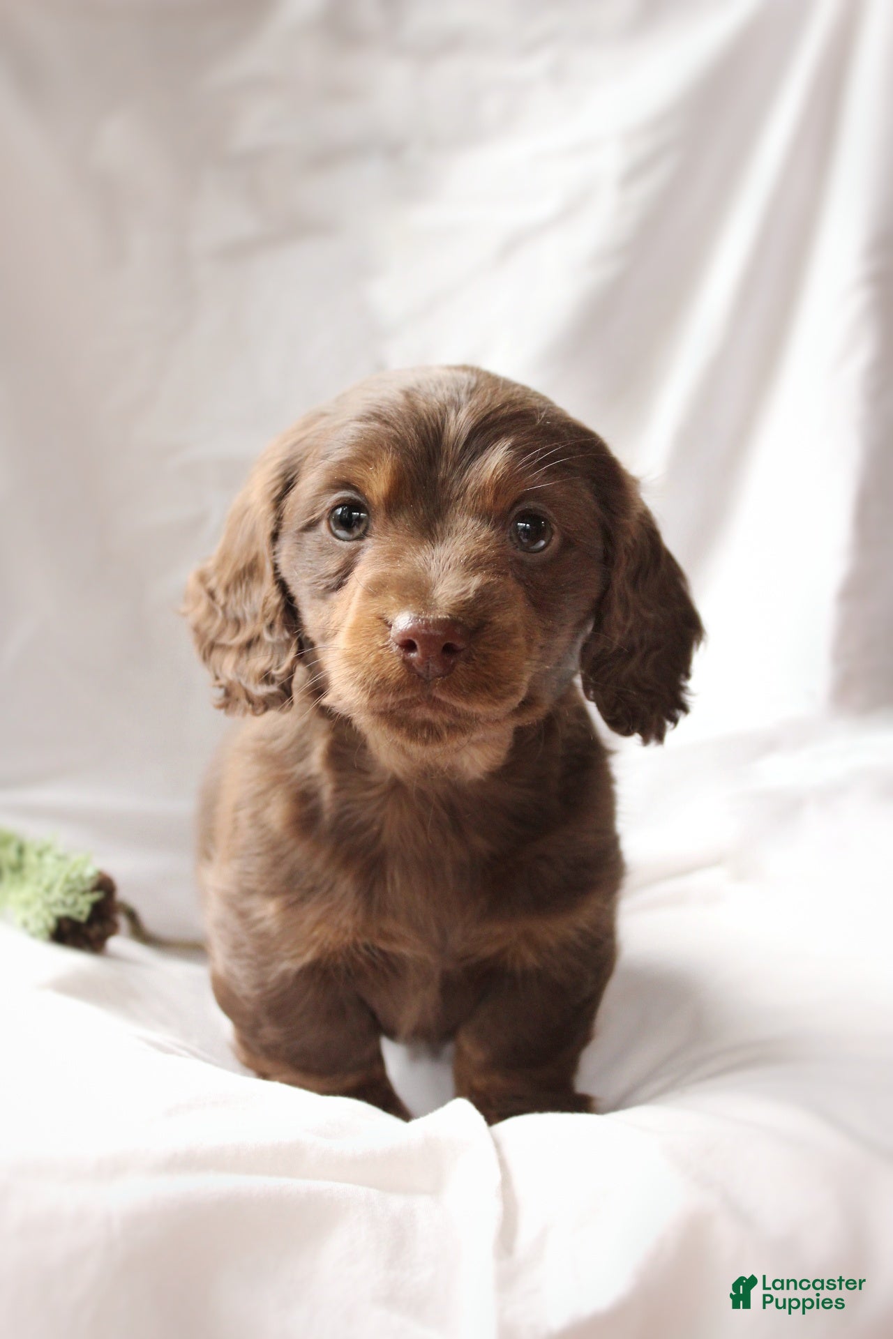 Miniature Dachshund dogs Teddy - Ad 17