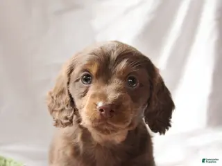 Miniature Dachshund dogs Teddy - Ad 17