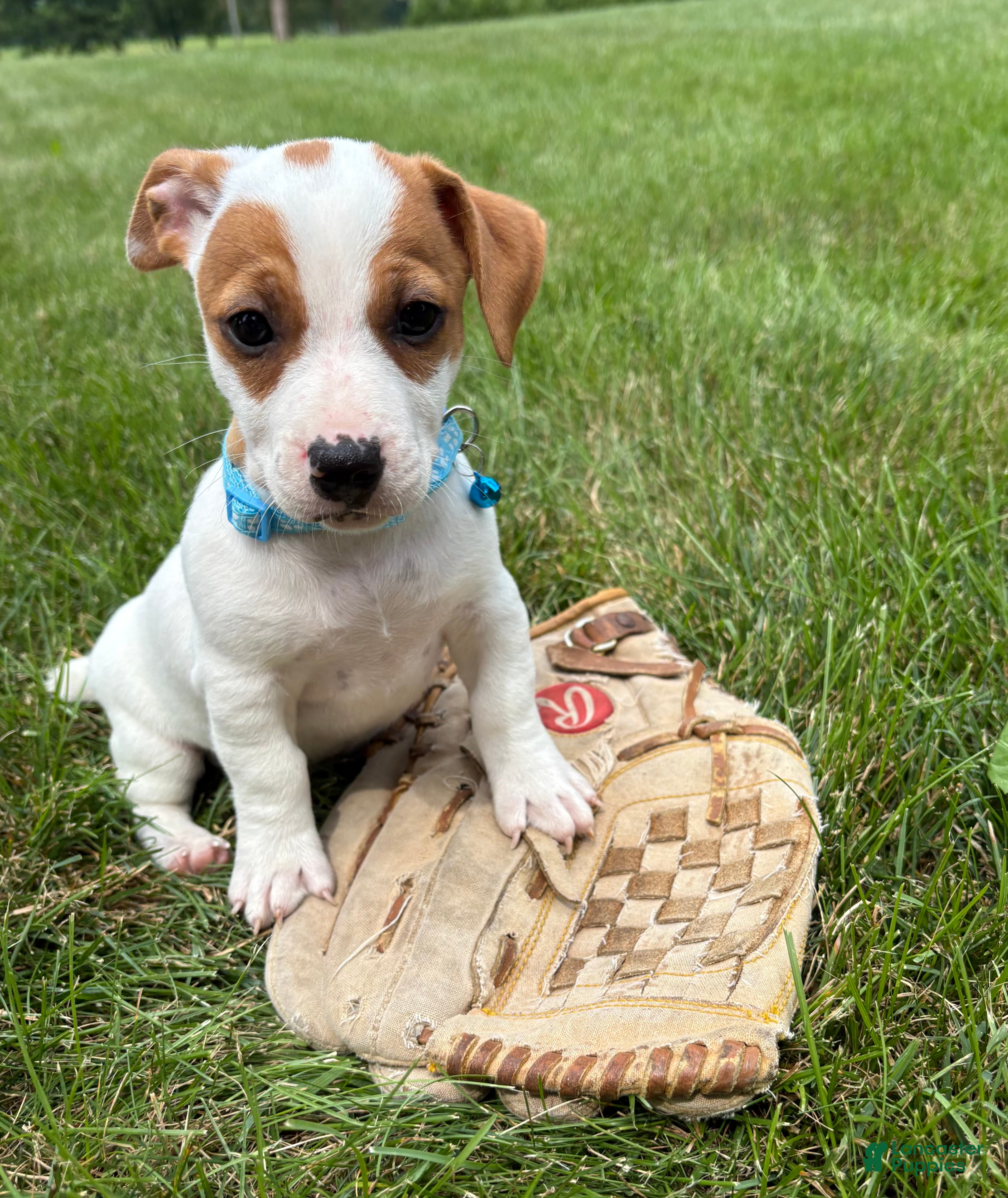 Jack Russell Terrier dogs Rio - Ad 2
