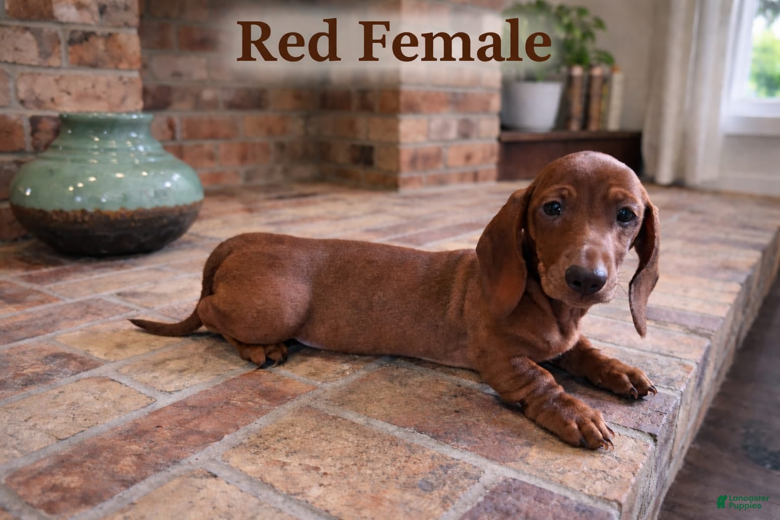 Miniature Dachshund dogs Miniature Dachshund Puppy 5 - Ad 21