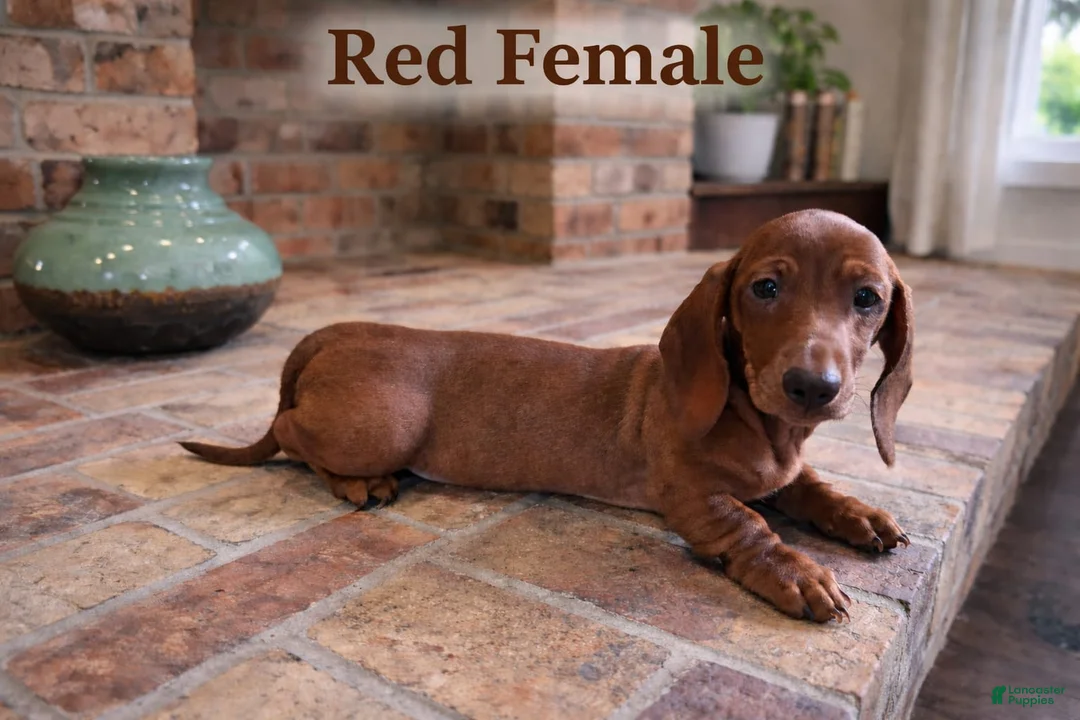 Miniature Dachshund dogs for sale: Miniature Dachshund Puppy 5 - Ad 1