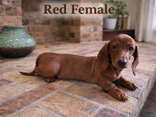 Miniature Dachshund dogs Miniature Dachshund Puppy 5 - Ad 17