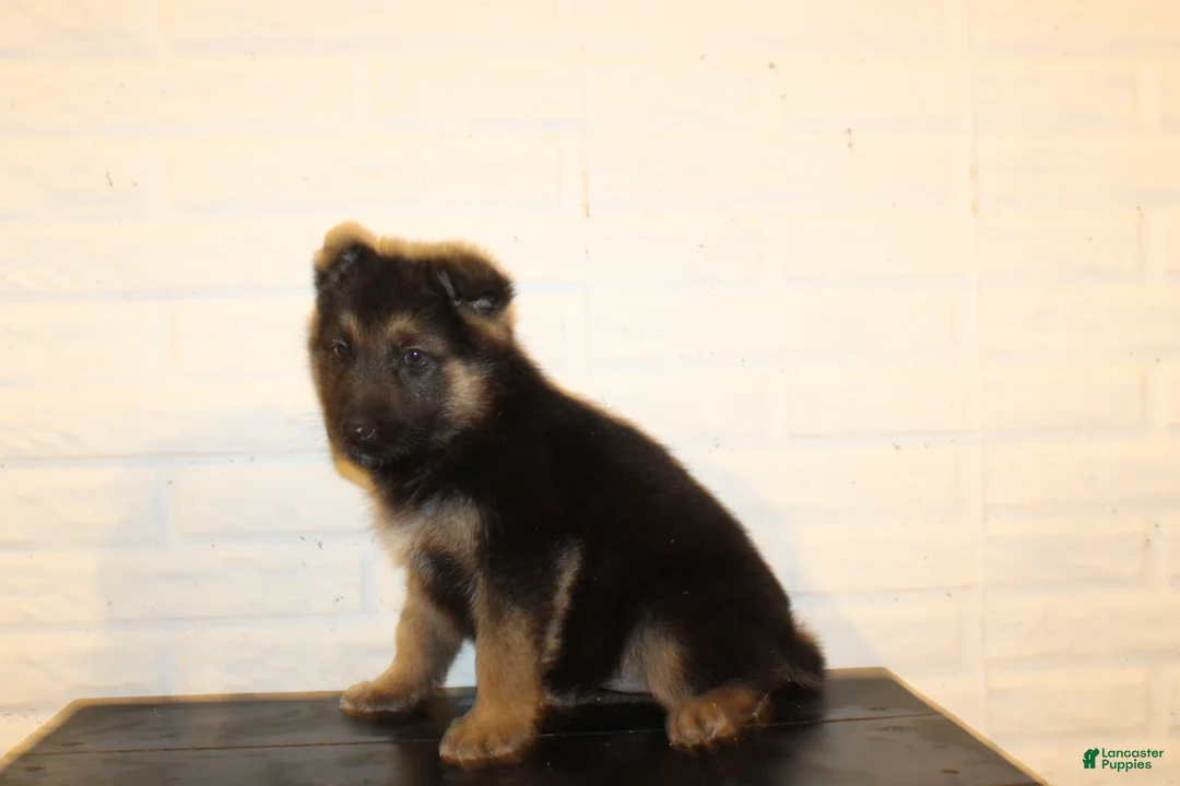 German Shepherd dogs for sale: Misty - Ad 2