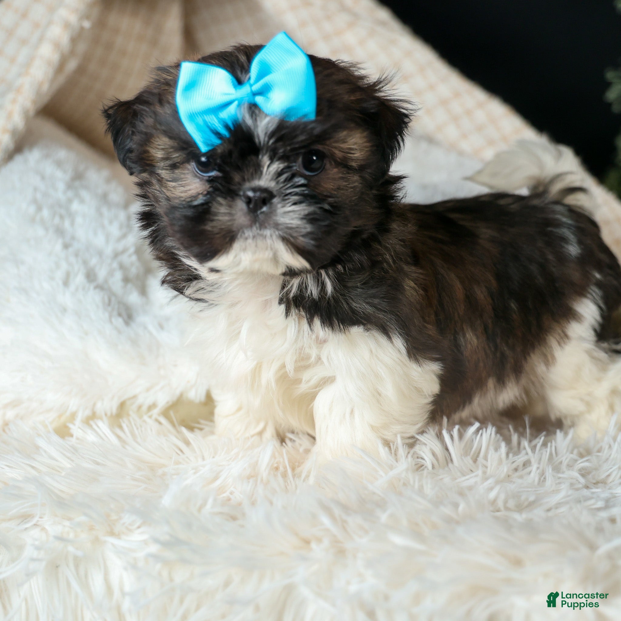 Shih Tzu dogs ROSCOE - Ad 14