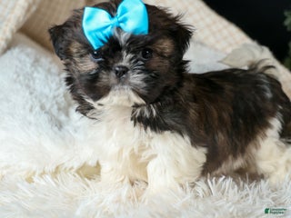 Shih Tzu dogs ROSCOE - Ad 2