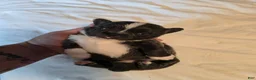 Chihuahua dogs for sale: Jazz - Ad 3