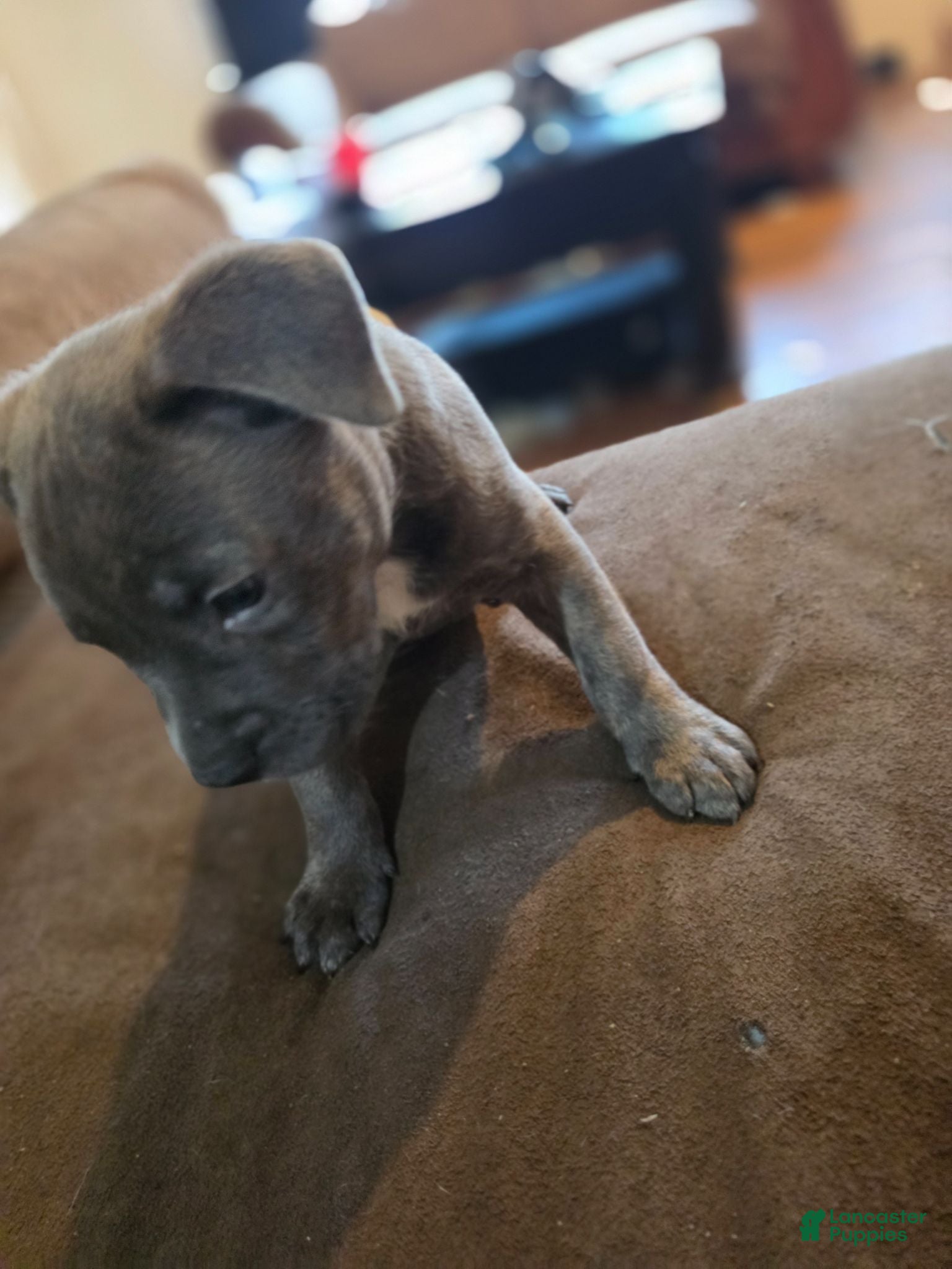 Mixed Breed dogs for sale: Wolf  - Ad 4