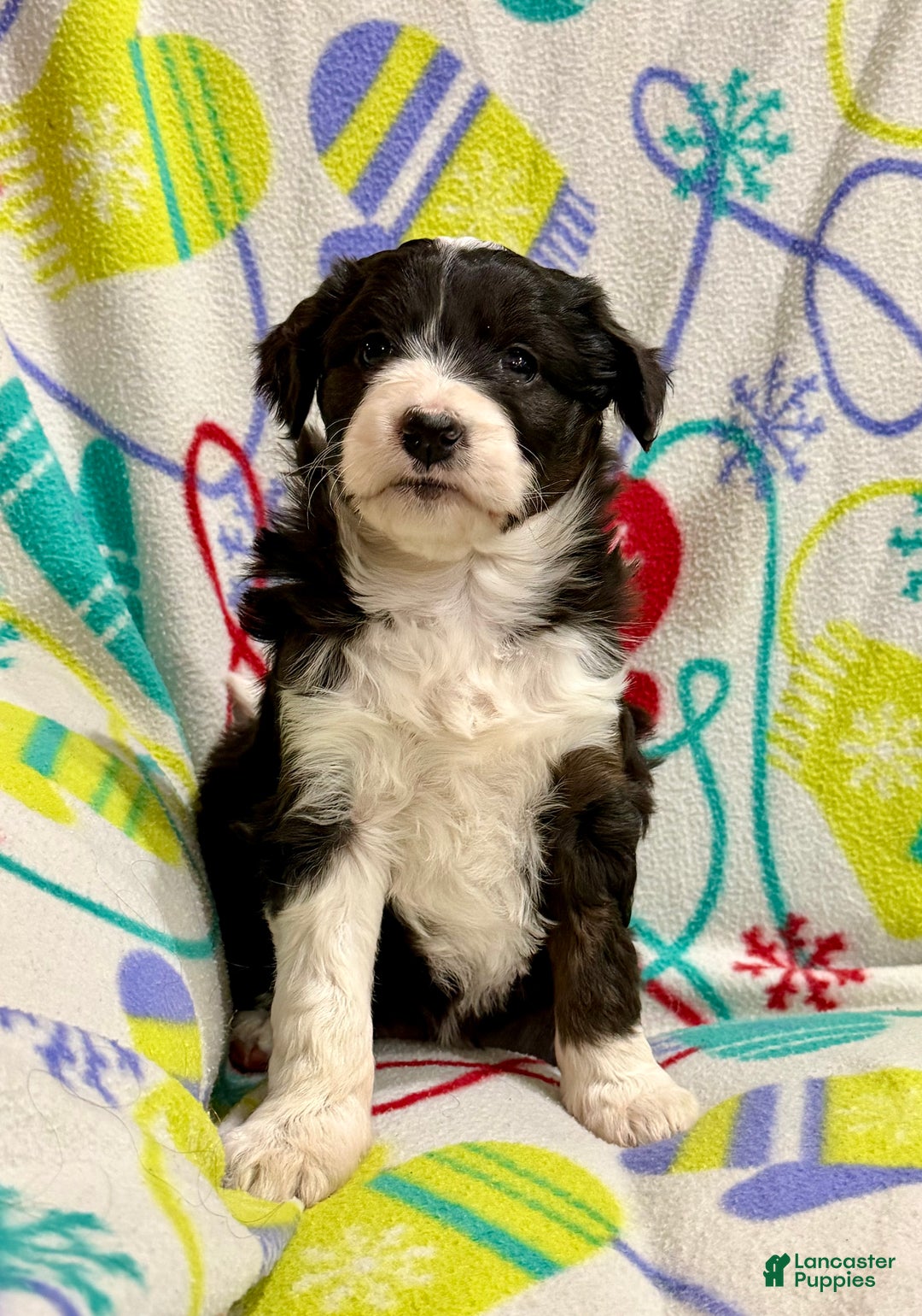 Mini Aussiedoodle dogs for sale: Kelsey - Ad 4