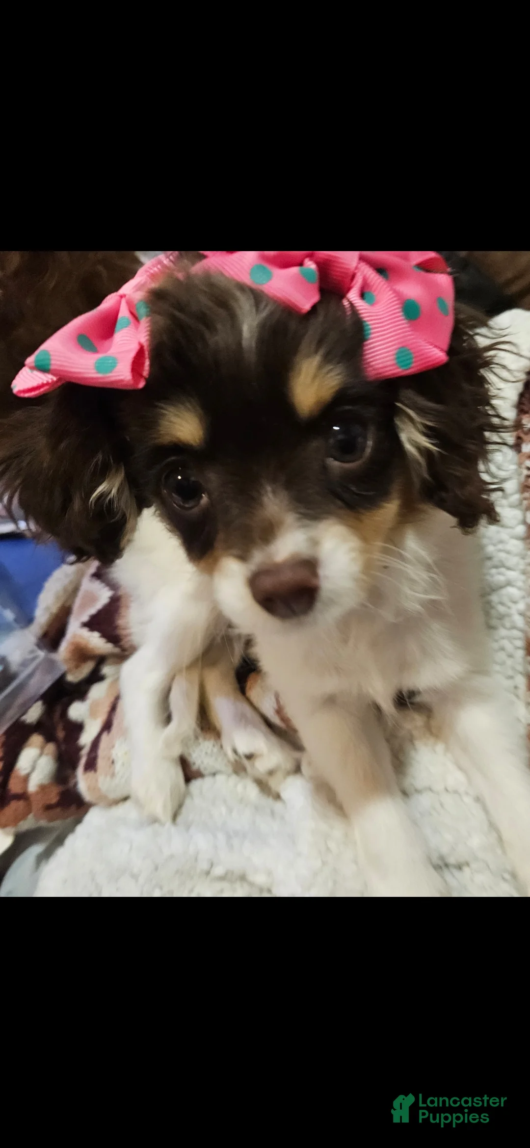 Cavapoo dogs for sale: Cavapoo Puppy 1 - Ad 1