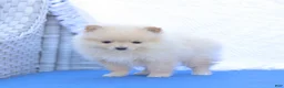 Pomeranian dogs for sale: Arthur - Ad 4