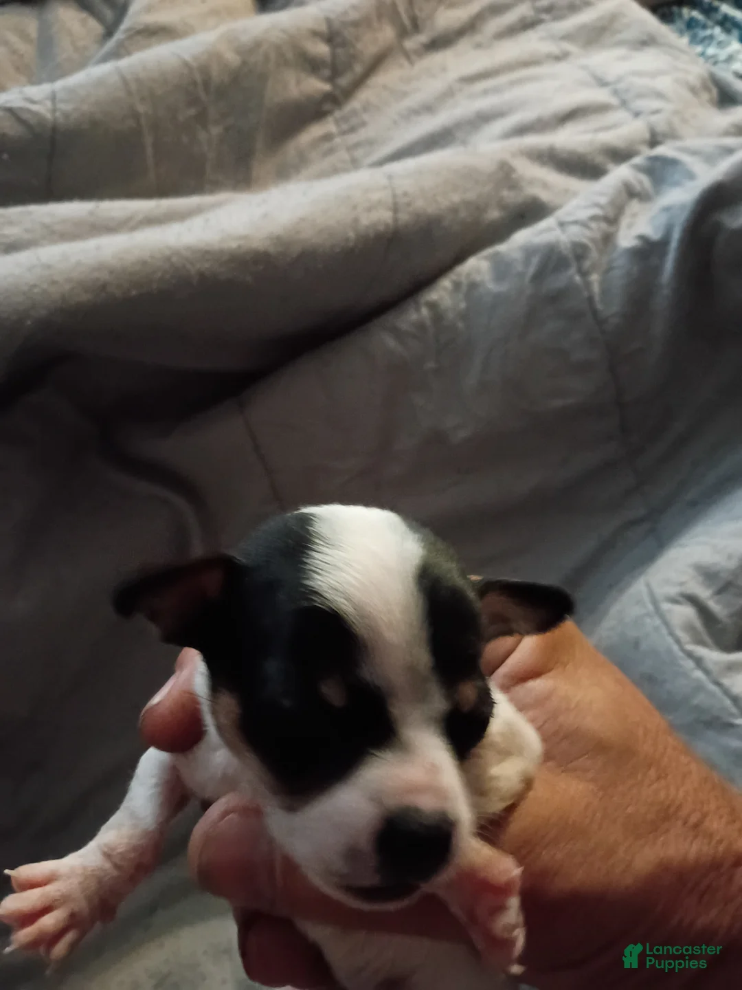 Chihuahua dogs for sale: Chihuahua Puppy 8 - Ad 1